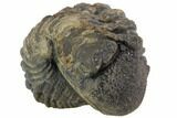 Bumpy Enrolled Morocops (Phacops) Trilobite #86414-1